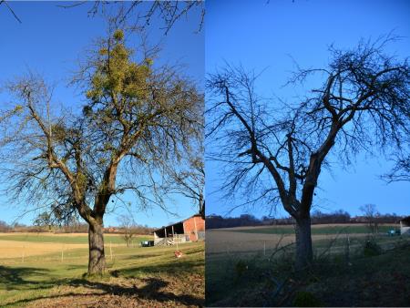 Jablana pred in po odstranitvi bele omele, foto Gregor Domanjko